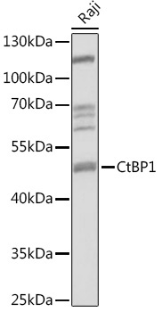 CtBP1 Rabbit Polyclonal Antibody