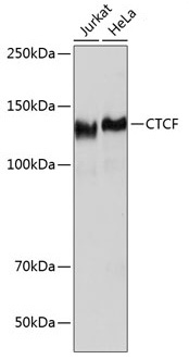 CTCF Rabbit Monoclonal Antibody