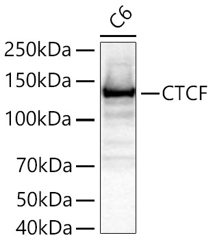 CTCF Rabbit Monoclonal Antibody - Image 3