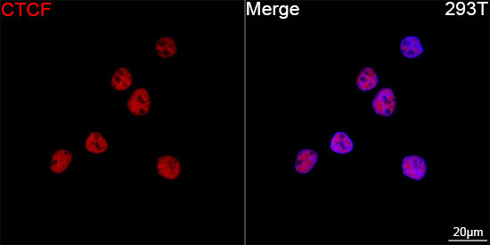 CTCF Rabbit Monoclonal Antibody - Image 4