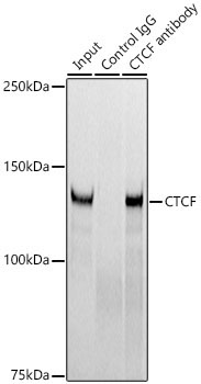 CTCF Rabbit Monoclonal Antibody - Image 5