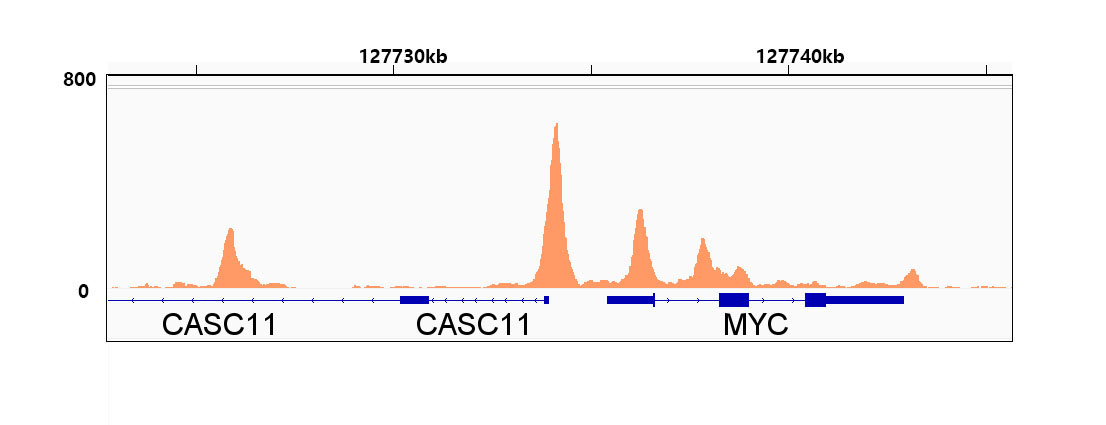 CTCF Rabbit Monoclonal Antibody - Image 8