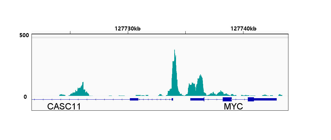 CTCF Rabbit Monoclonal Antibody - Image 10