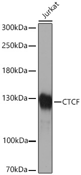 CTCF Rabbit Polyclonal Antibody