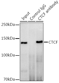 CTCF Rabbit Polyclonal Antibody - Image 6