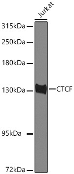 CTCF Rabbit Polyclonal Antibody