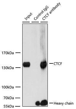 CTCF Rabbit Polyclonal Antibody - Image 8