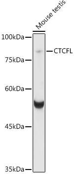 CTCFL Rabbit Polyclonal Antibody