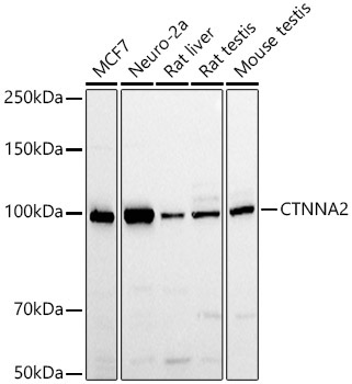 CTNNA2 Rabbit Polyclonal Antibody