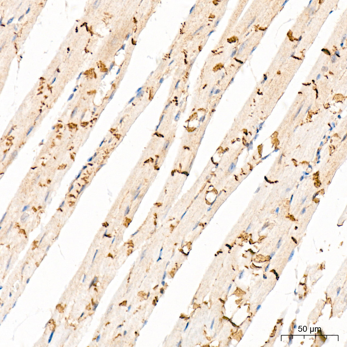 CTNNA3 Rabbit Monoclonal Antibody - Image 6