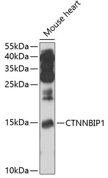 CTNNBIP1 Rabbit Polyclonal Antibody