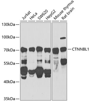 CTNNBL1 Rabbit Polyclonal Antibody