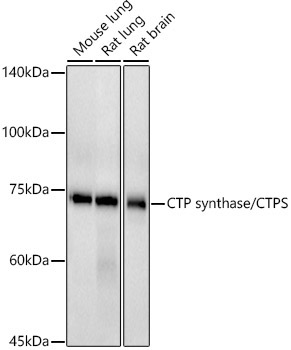 CTP synthase / CTPS Rabbit Monoclonal Antibody - Image 2