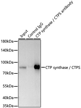 CTP synthase / CTPS Rabbit Monoclonal Antibody - Image 3