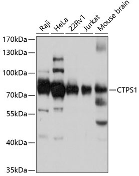 CTPS1 Rabbit Polyclonal Antibody