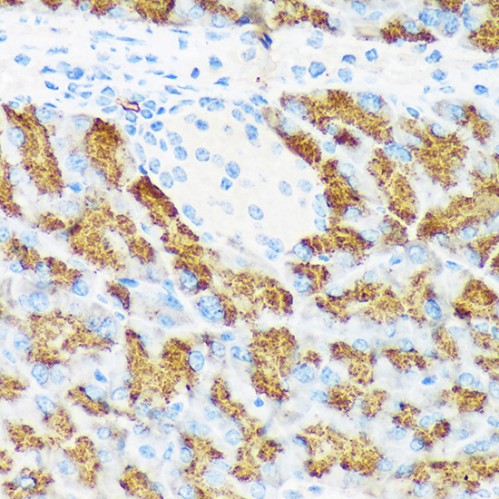 CTRL Rabbit Monoclonal Antibody - Image 2