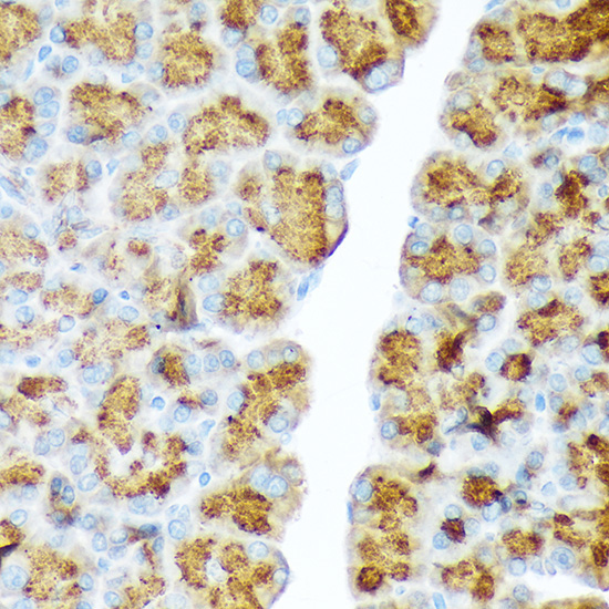 CTRL Rabbit Monoclonal Antibody - Image 3