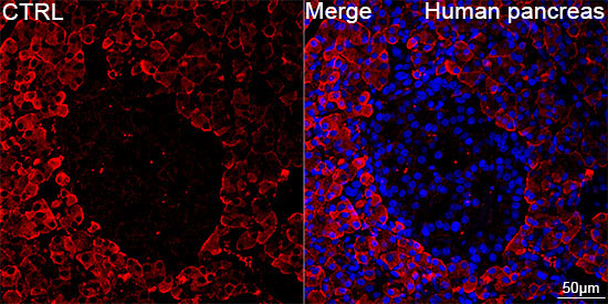 CTRL Rabbit Monoclonal Antibody - Image 4