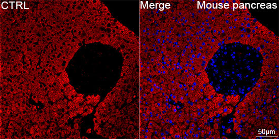 CTRL Rabbit Monoclonal Antibody - Image 5