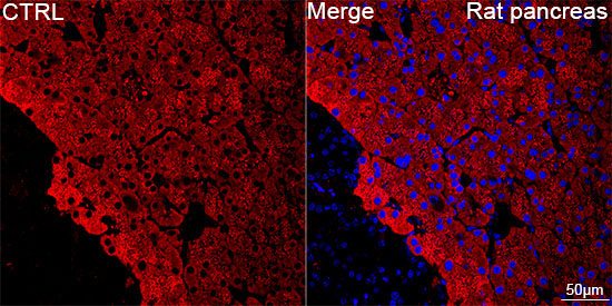 CTRL Rabbit Monoclonal Antibody - Image 6