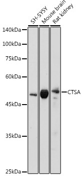 CTSA Rabbit Polyclonal Antibody