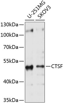 CTSF Rabbit Polyclonal Antibody
