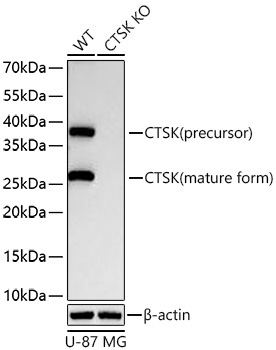 CTSK Rabbit Polyclonal Antibody