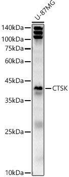 CTSK Rabbit Polyclonal Antibody