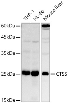 CTSS Rabbit Polyclonal Antibody