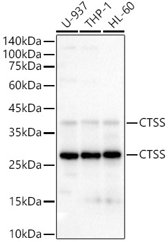 CTSS Rabbit Polyclonal Antibody