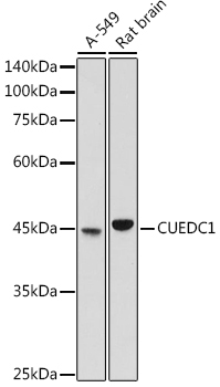 CUEDC1 Rabbit Polyclonal Antibody