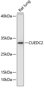 CUEDC2 Rabbit Polyclonal Antibody