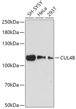 CUL4B Rabbit Polyclonal Antibody
