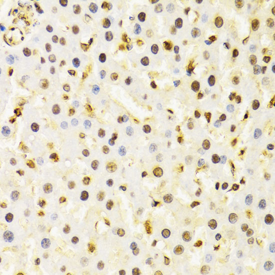 CUL4B Rabbit Polyclonal Antibody - Image 2