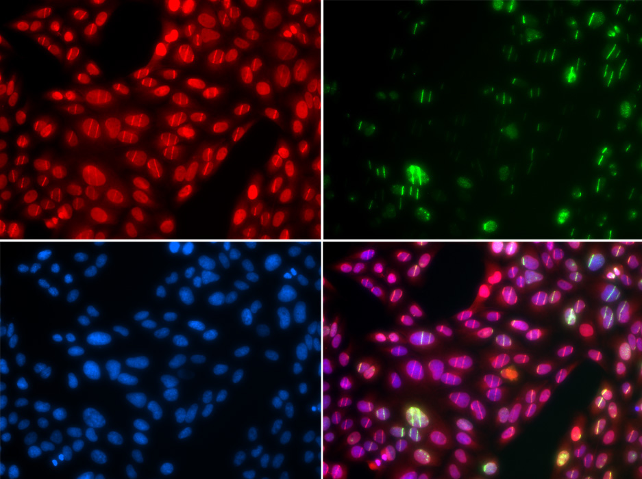 CUL4B Rabbit Polyclonal Antibody - Image 5