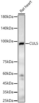 CUL5 Rabbit Polyclonal Antibody
