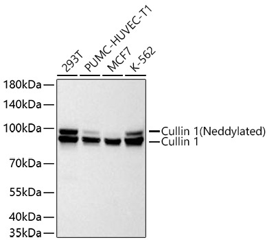 Cullin 1 Rabbit Monoclonal Antibody