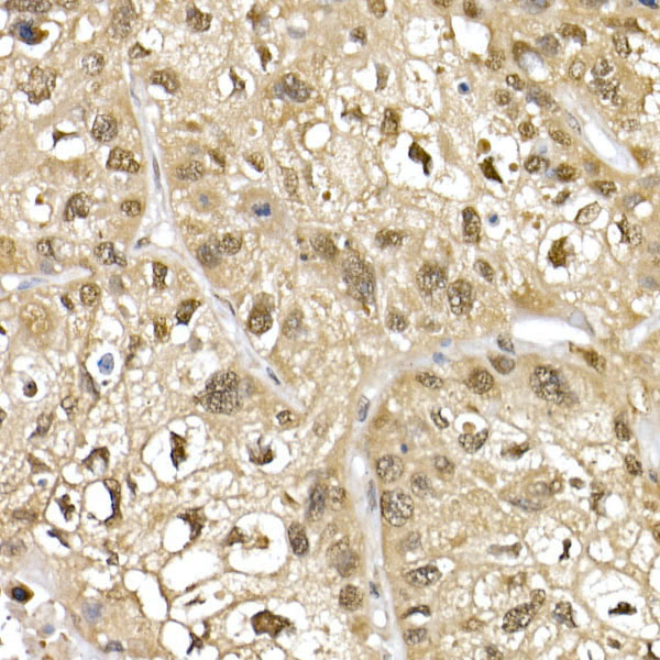 Cullin 1 Rabbit Polyclonal Antibody - Image 3