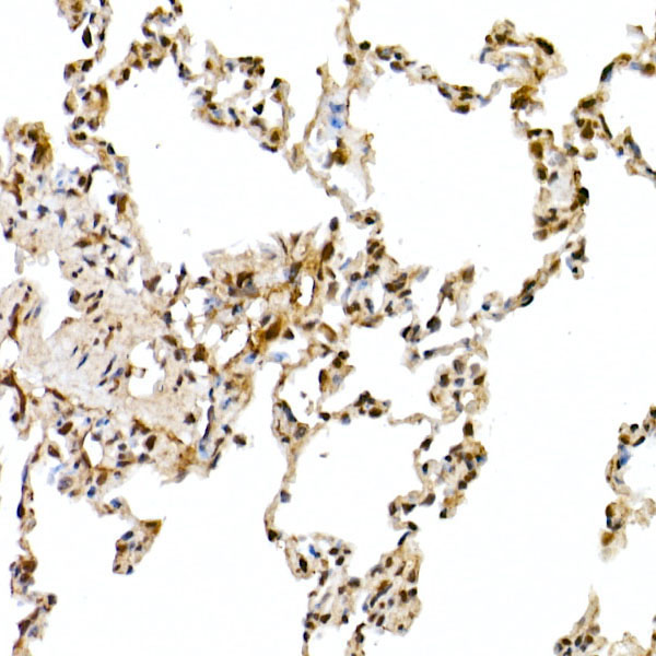 Cullin 1 Rabbit Polyclonal Antibody - Image 4