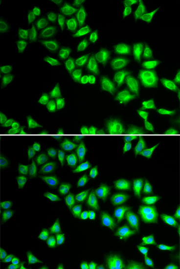 Cullin 1 Rabbit Polyclonal Antibody - Image 5