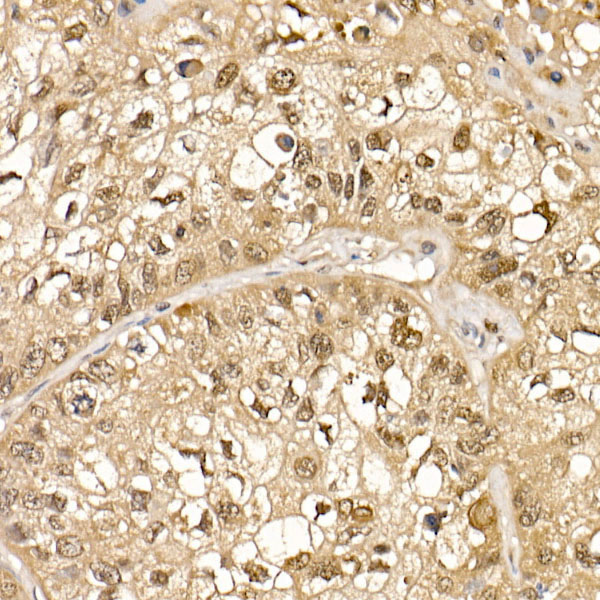 Cullin 1 Rabbit Polyclonal Antibody - Image 3