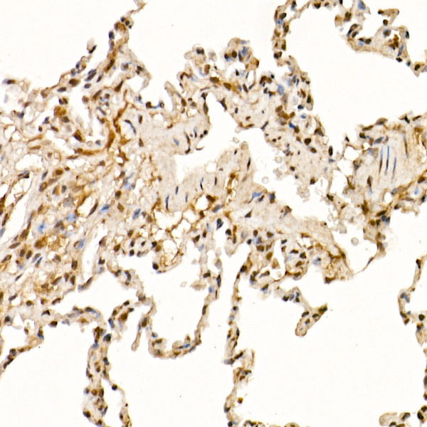 Cullin 1 Rabbit Polyclonal Antibody - Image 4