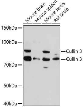 Cullin 3 Rabbit Polyclonal Antibody - Image 2