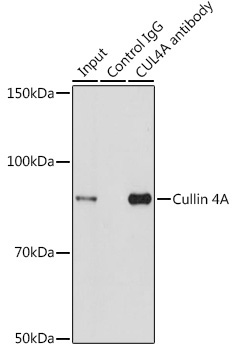 Cullin 4A Rabbit Polyclonal Antibody - Image 2