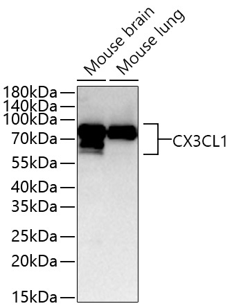 CX3CL1 Rabbit Polyclonal Antibody