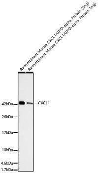 CXCL1 Rabbit Monoclonal Antibody