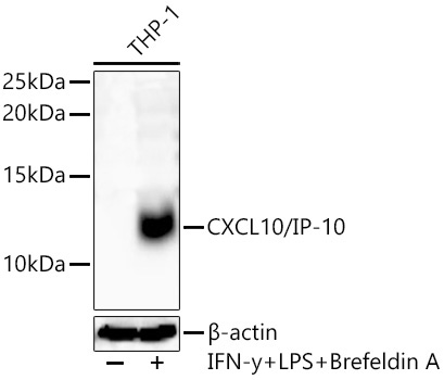 CXCL10/IP-10 Rabbit Polyclonal Antibody
