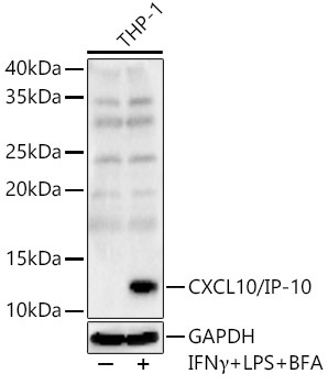 CXCL10/IP-10 Rabbit Polyclonal Antibody