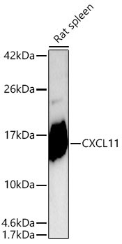 CXCL11 Rabbit Polyclonal Antibody