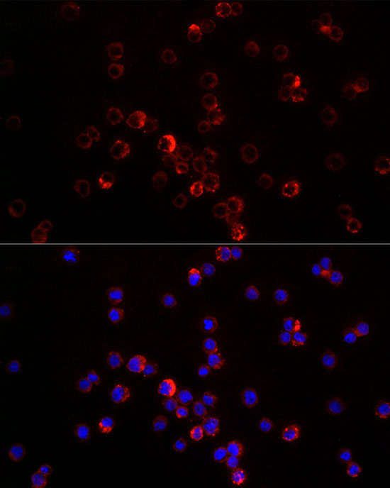 CXCL12 Rabbit Polyclonal Antibody - Image 5